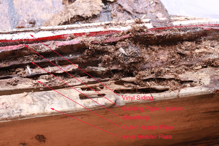 Signs of insect damage